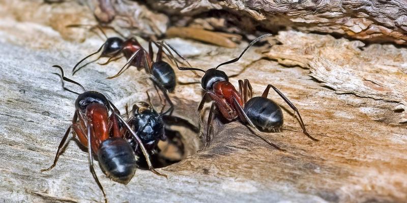 Hero image for the blog post: "Carpenter Ants: The Other Wood-Destroying Threat" - carpenter ants nesting on wood