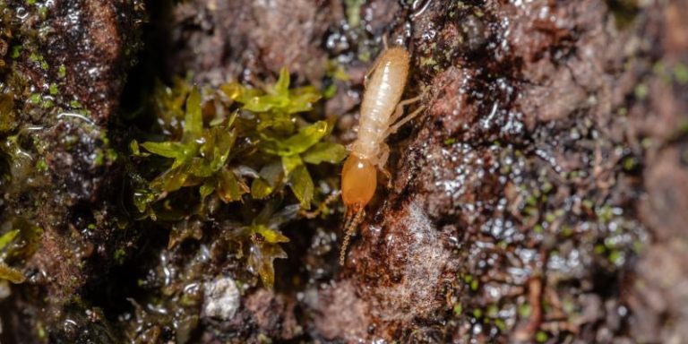 Close up image of a termite outside