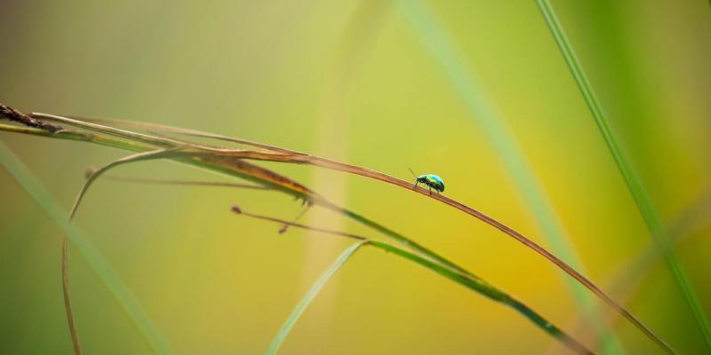 Hero image for the blog "A Guide to Spring Pests" - a bug on the grass