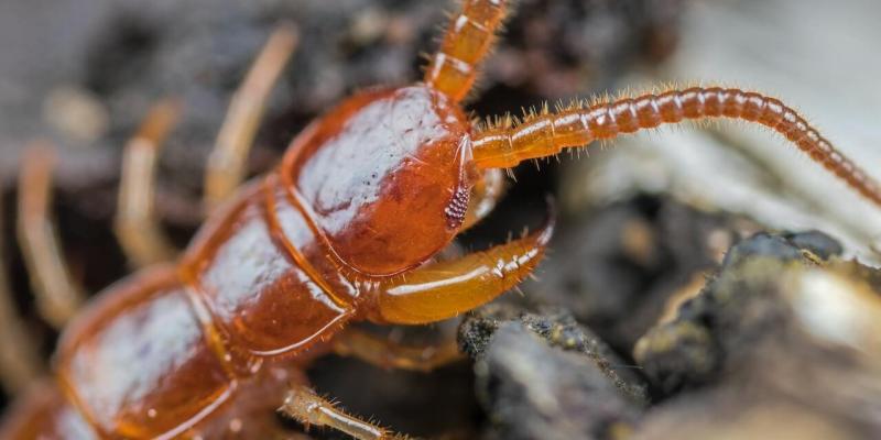 Hero image for a blog on "Prepping Your Home for Pest Season" - close up of a Brown centipede crawling in a wild environment
