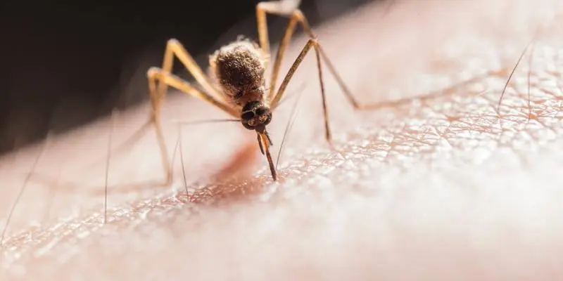 Here image for a blog on "Mosquitos, explained" - Close up photo of a mosquito on human skin