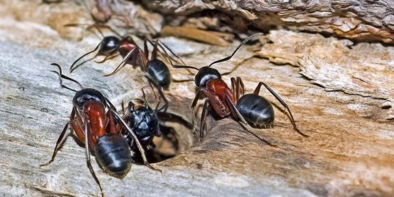 A group of carpenter ants making their nest in wood