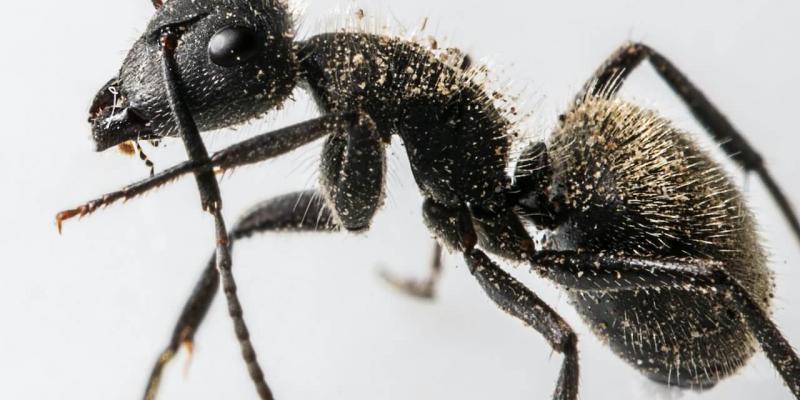 Ant