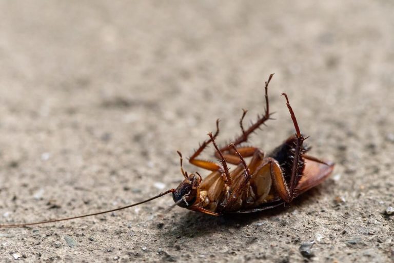 Close up photo of a cockroach on pavement