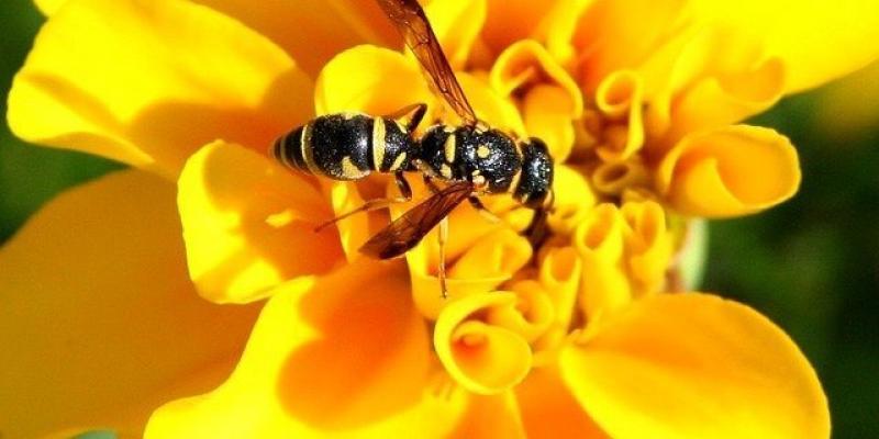 A yellow jacket on a flower