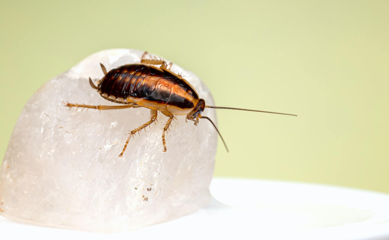 Hero image for the blog "A Guide to Louisiana Roaches" - a close-up image of a cockroach