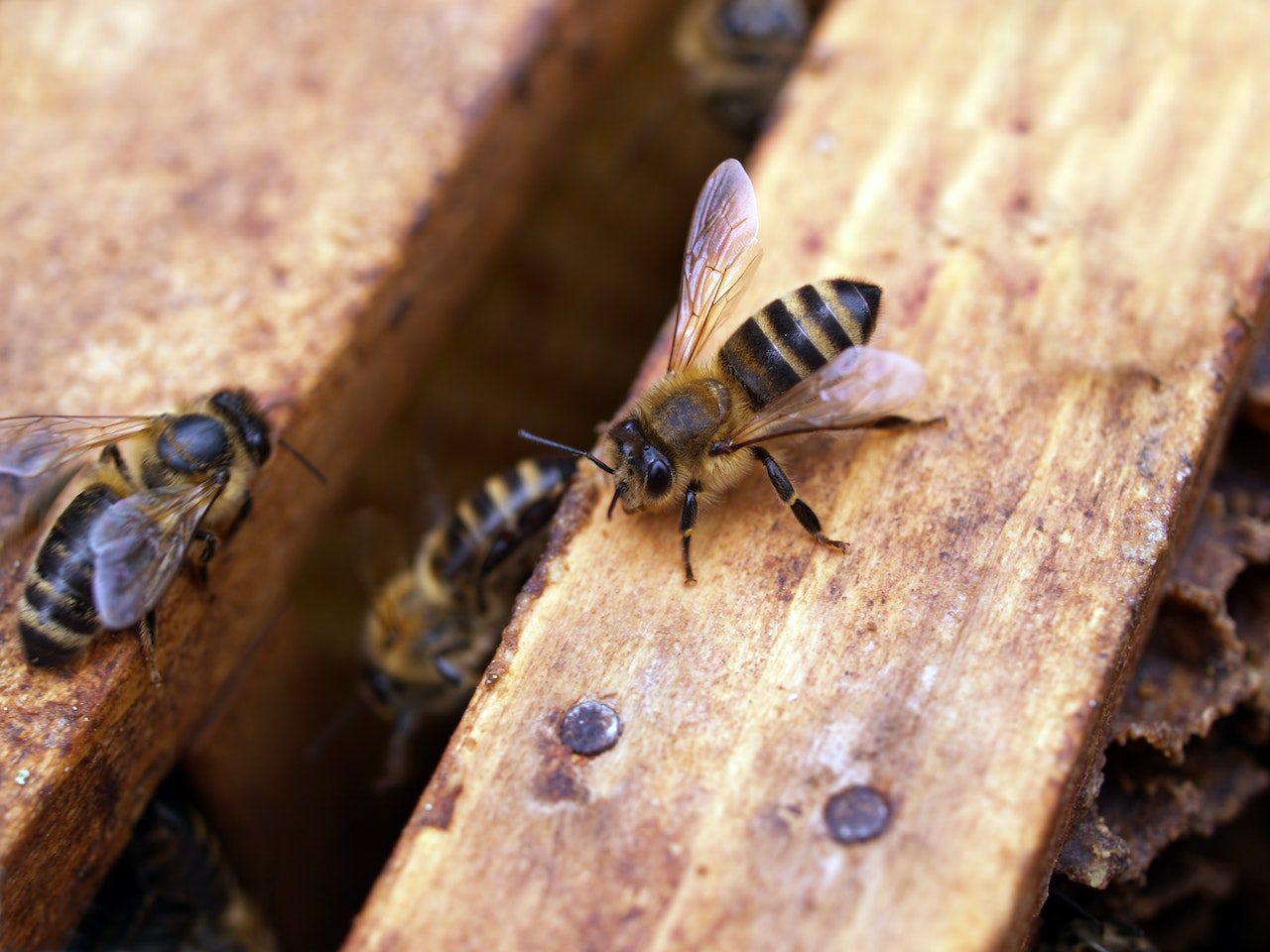 Hero Image - A Guide to Stinging Insects in Southern Louisiana (Blog Post)