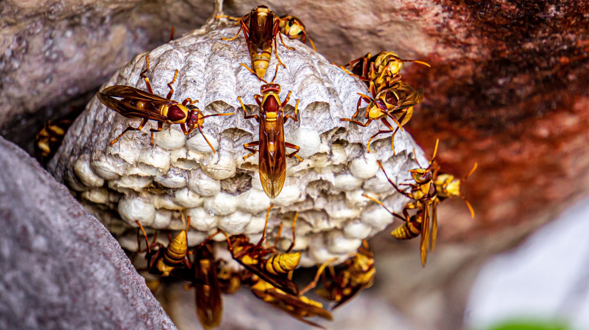 A group of wasps on a nest 