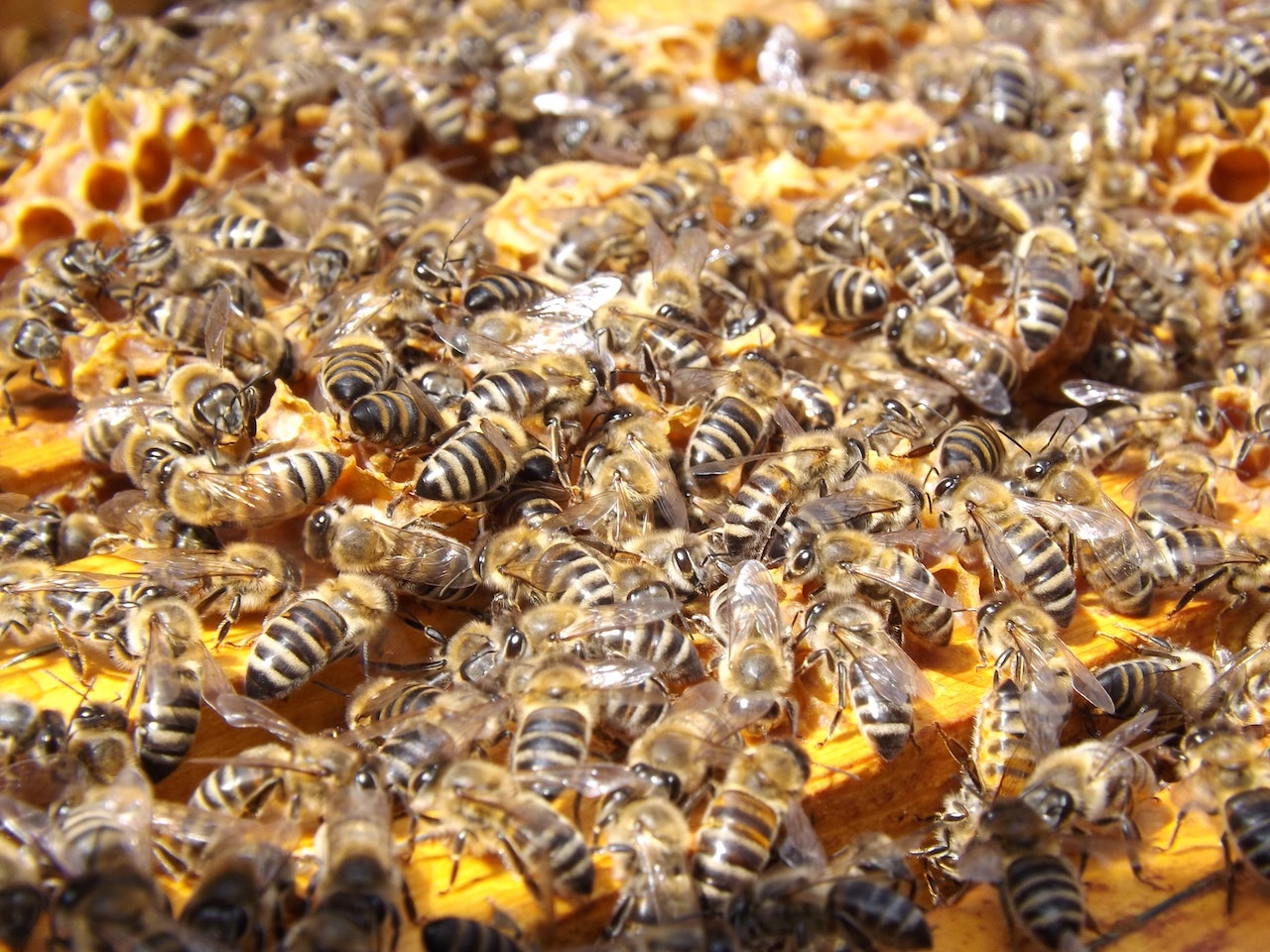 A swarm of honey bees