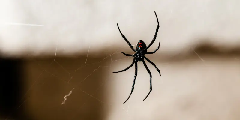 spider at home
