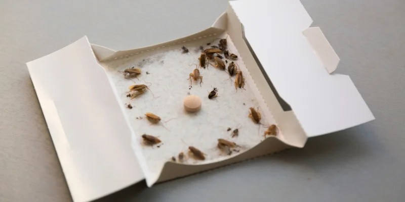 Cockroaches at home in an insect sticky trap