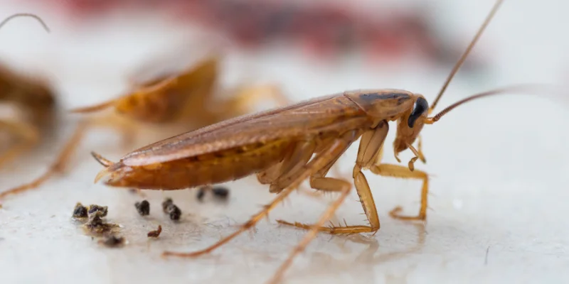 Getting Rid of Cockroaches in Southeast Louisiana