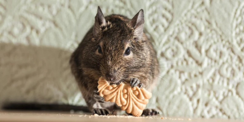 rodent degu