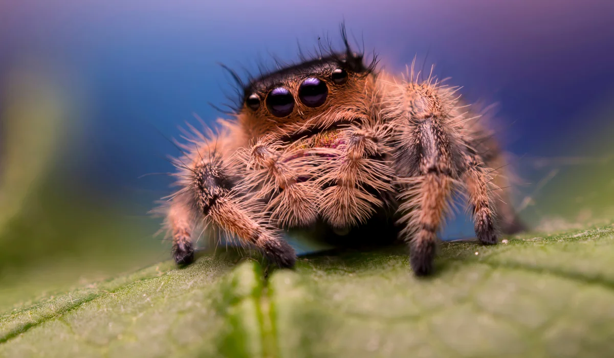 Jumping spider