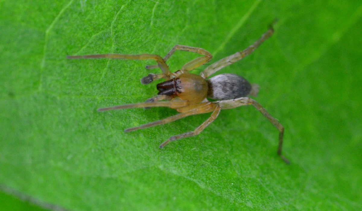 sac spider