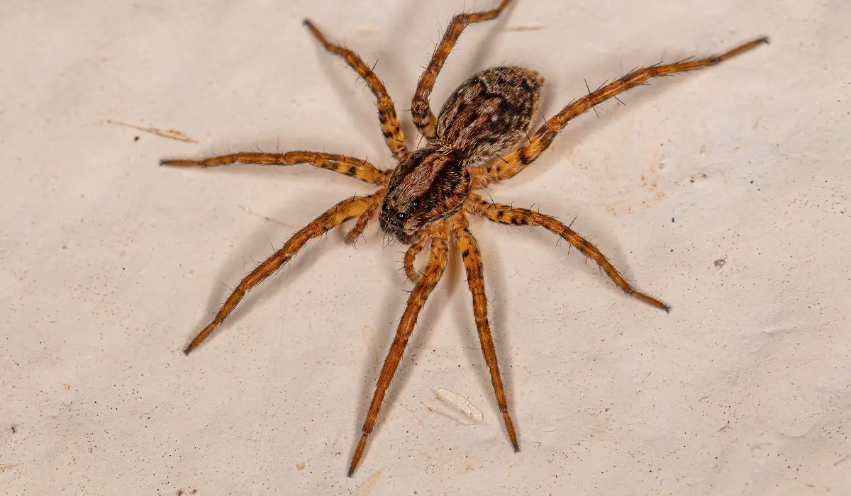 Adult Wolf Spider