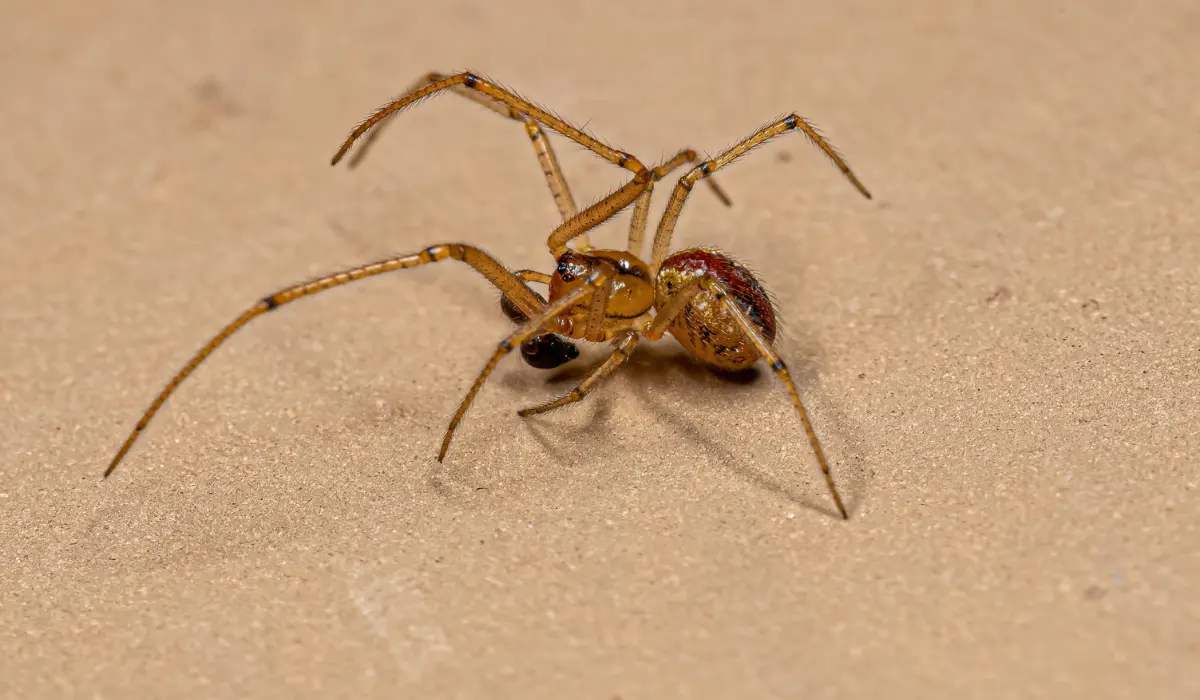 Small Male Cobweb Spider