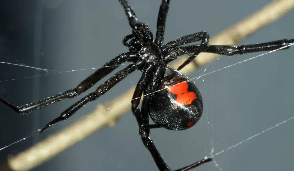 Black Widow Spider on a Web Closeup