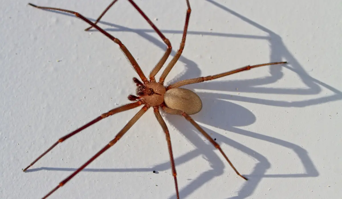 brown recluse spider