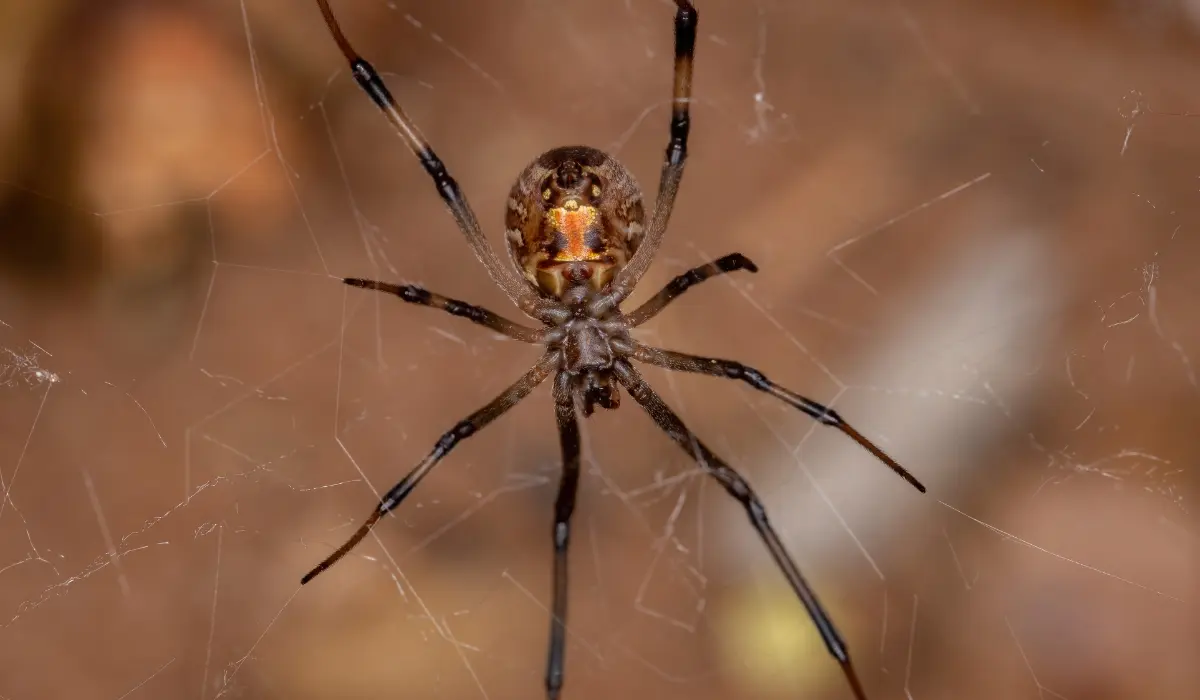 Female Adult Brown Widow