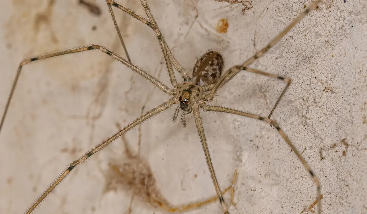 Adult Female Short-Bodied Cellar Spider