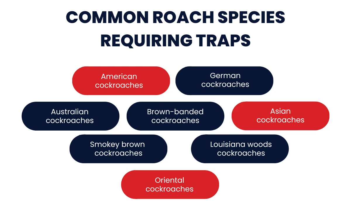 Curious About Roach Traps? Here’s What to Know | LaJaunie's Pest Control