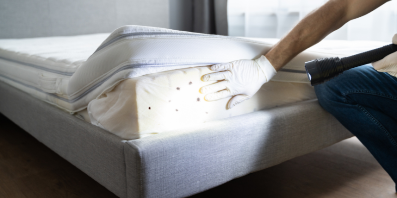 Bed Bug Infestation And Treatment Service