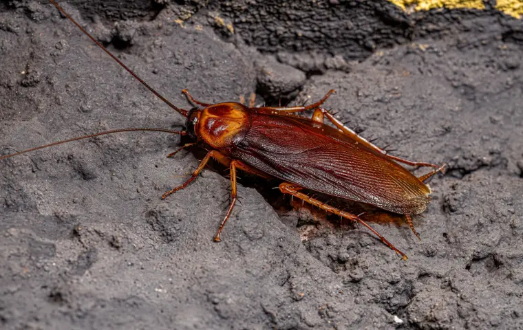 Adult American Cockroach