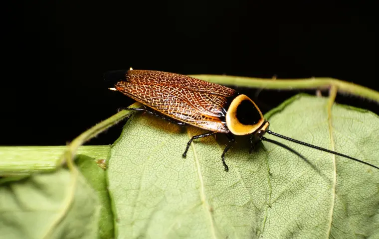 australian cockroach