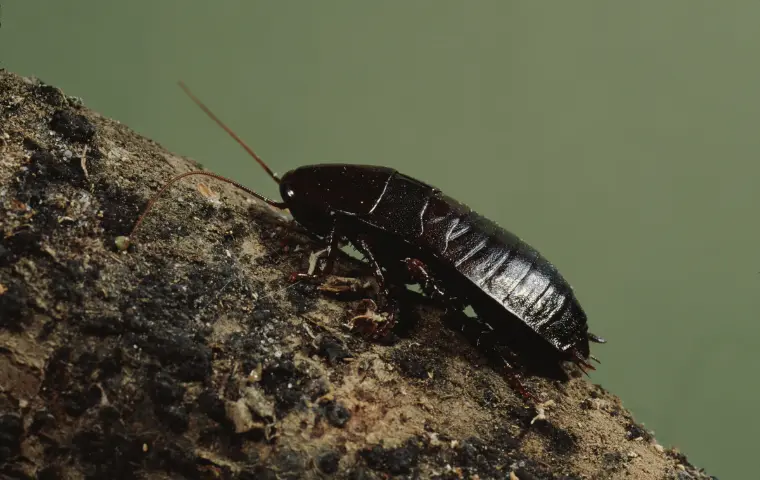 Oriental Cockroach (Blattidae)