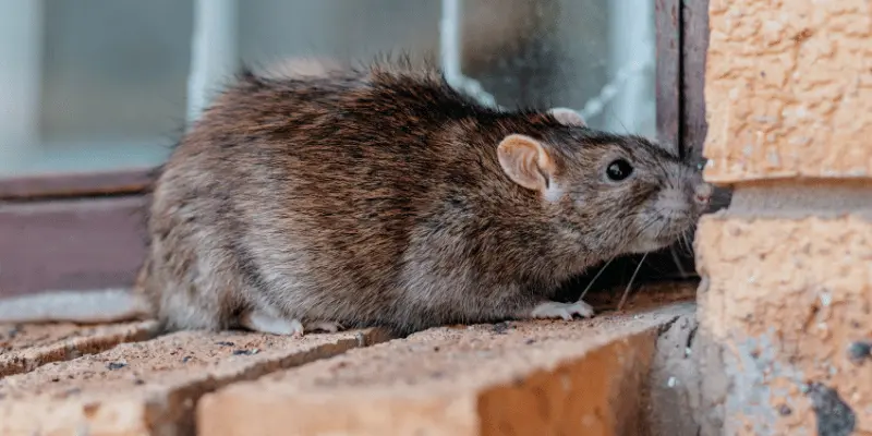 Closeup shot of a gray-brownish rat