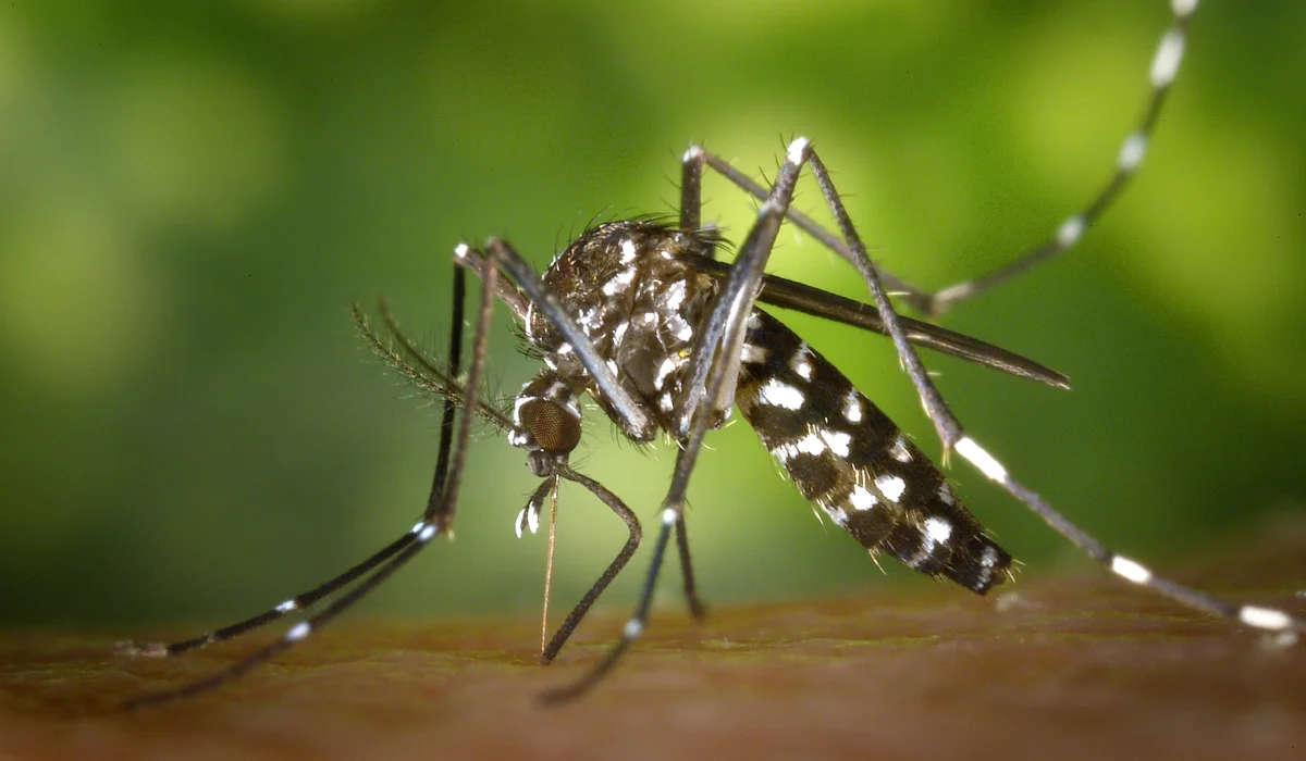 Sac mosquito photograph