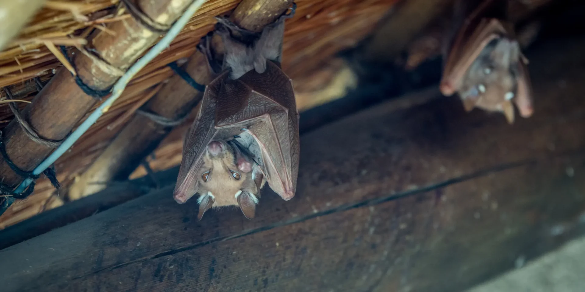 Epaulet bat hanging upside down.