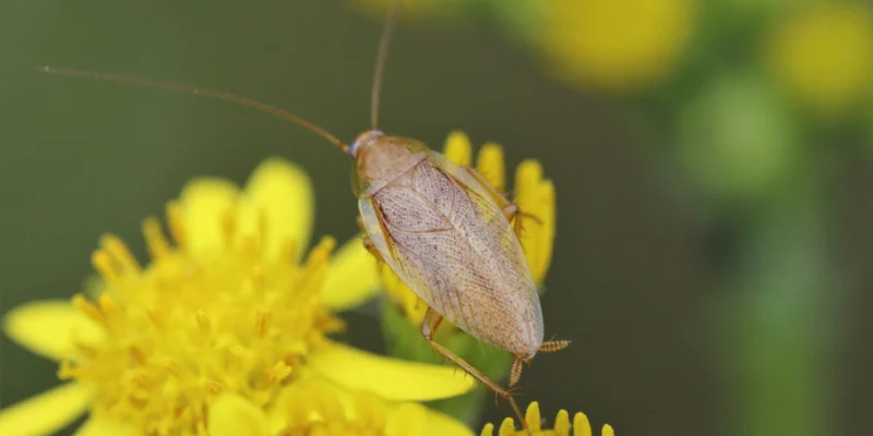 German cockroach (Blatella germanica