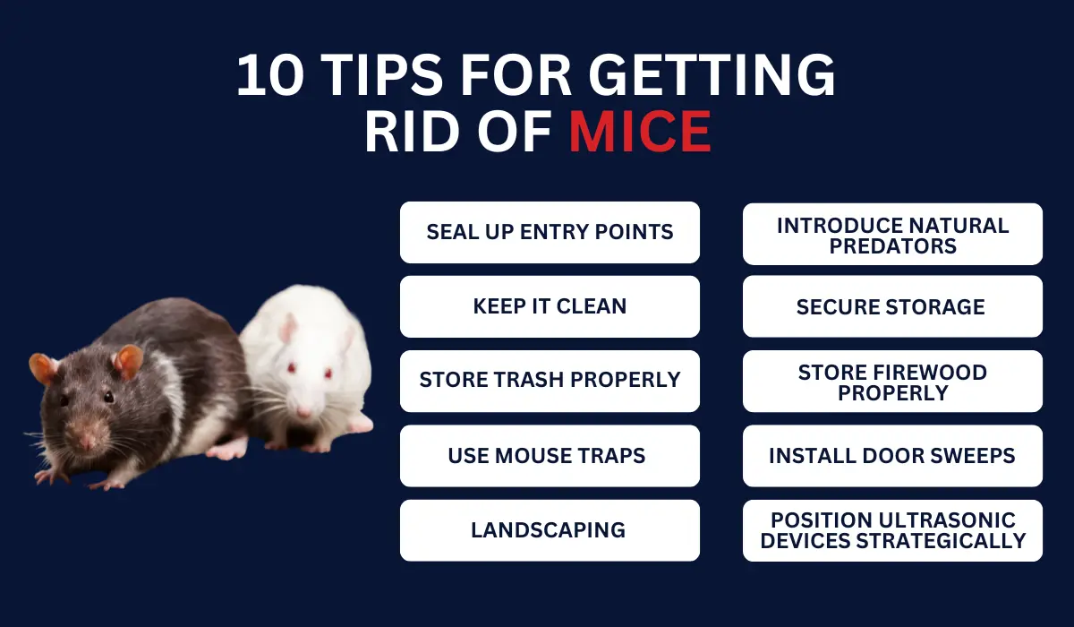 10 tips for getting rid of mice