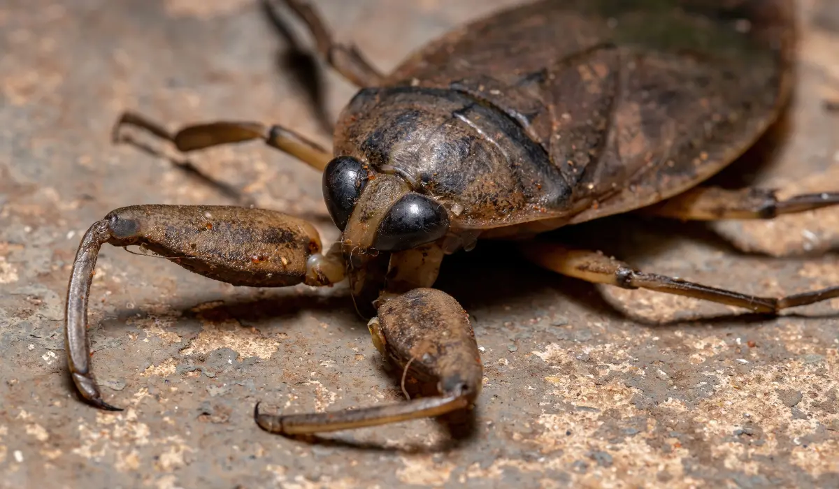 adult giant water bug