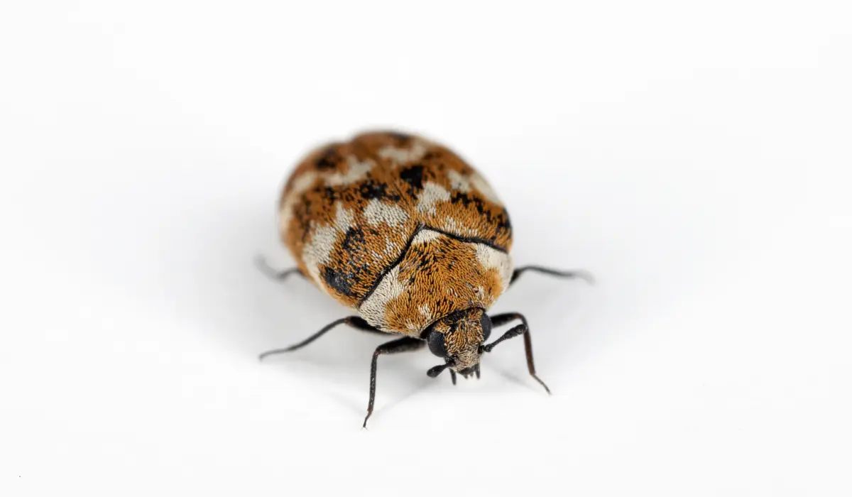 carpet beetles