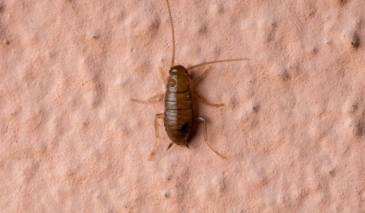 Cockroach Nymphs
