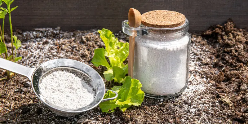 Diatomaceous Earth