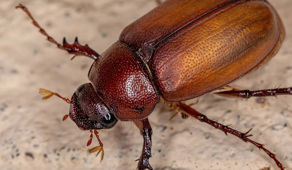june beetle