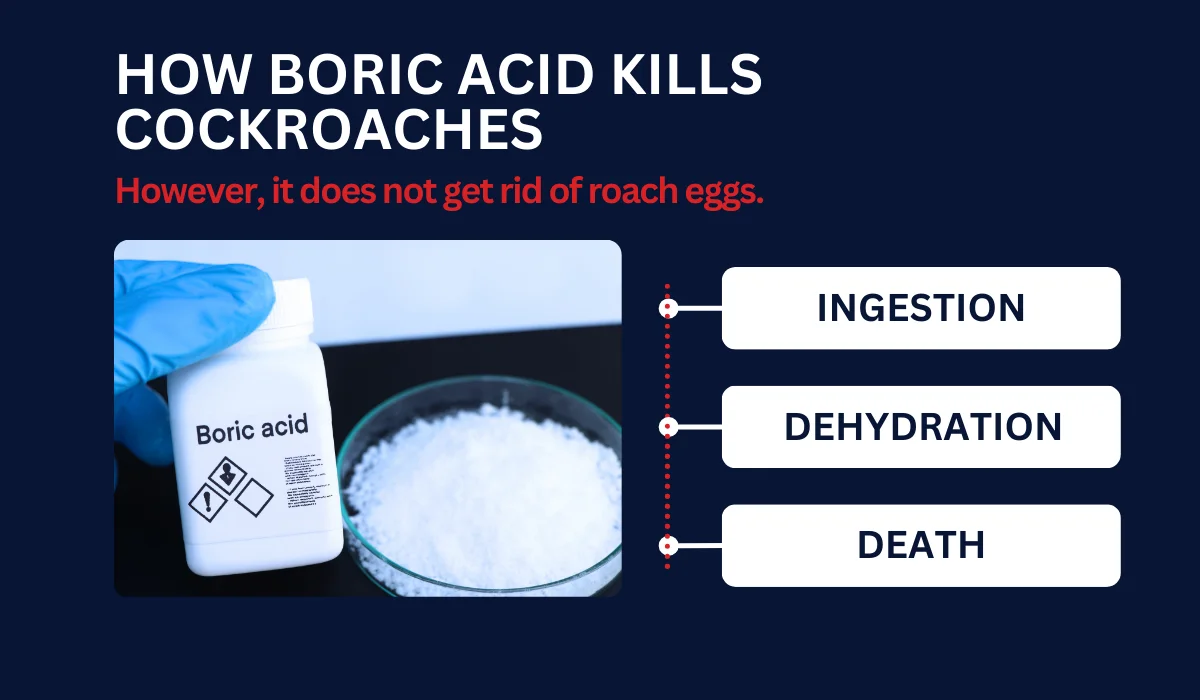 HOW BORIC ACID KILLS COCKROACHES