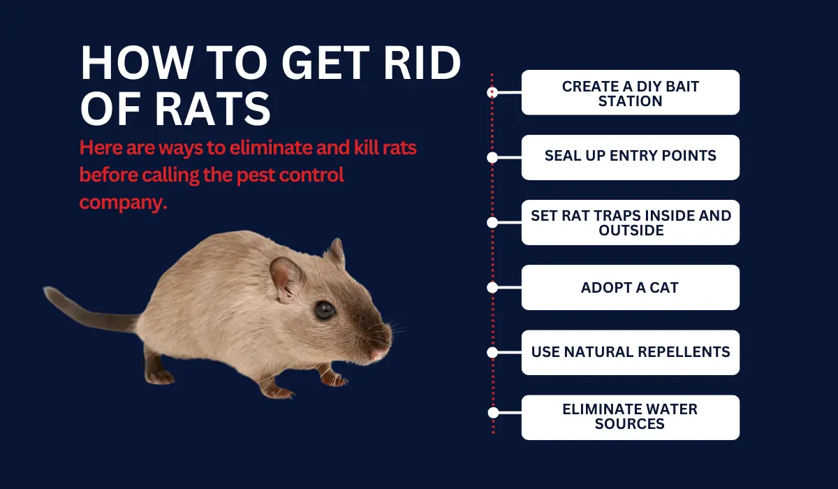 HOW TO GET RID OF RATS