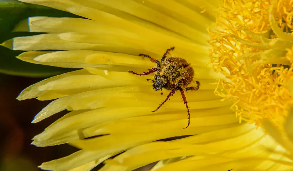 spider beetles on a flower