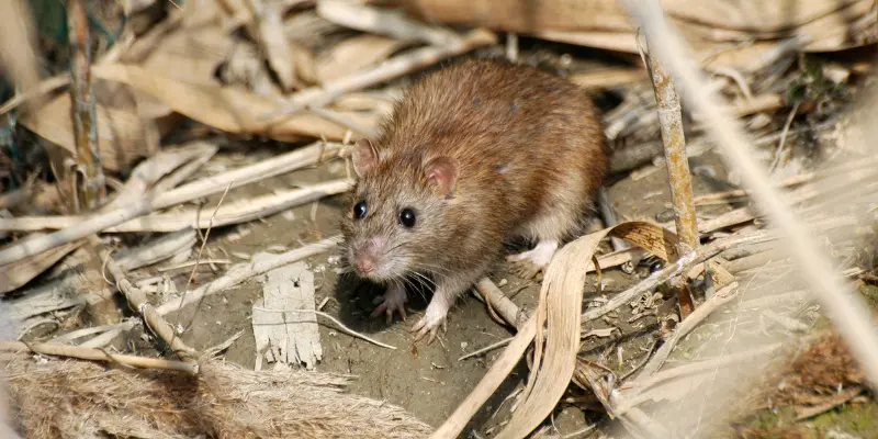 Norway rats (Rattus norvegicus)