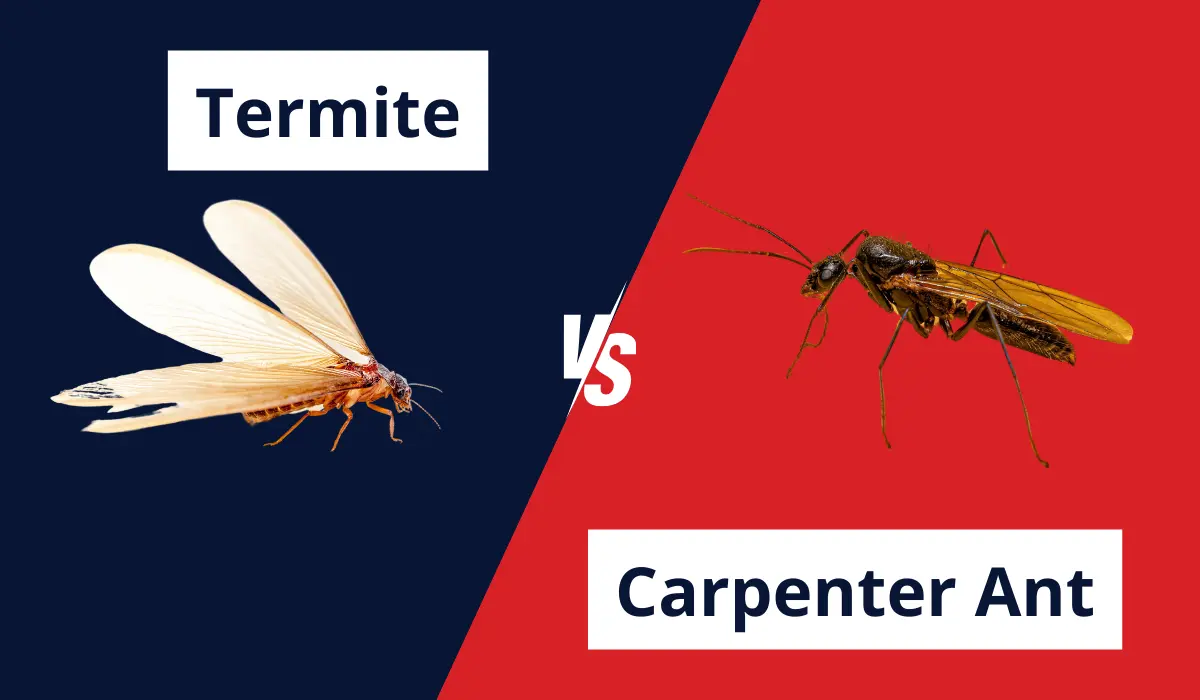 termite and carpenter ant comparison