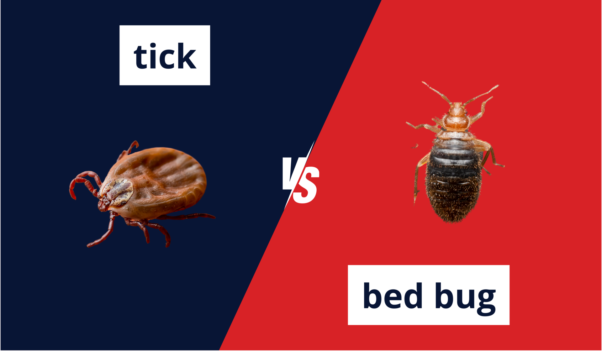 tick vs bed bug
