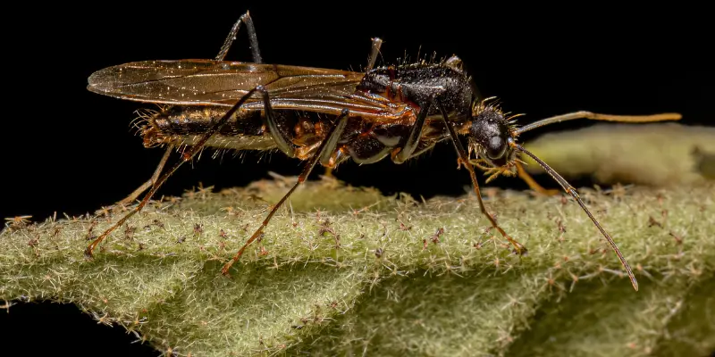 winged carpenter ant