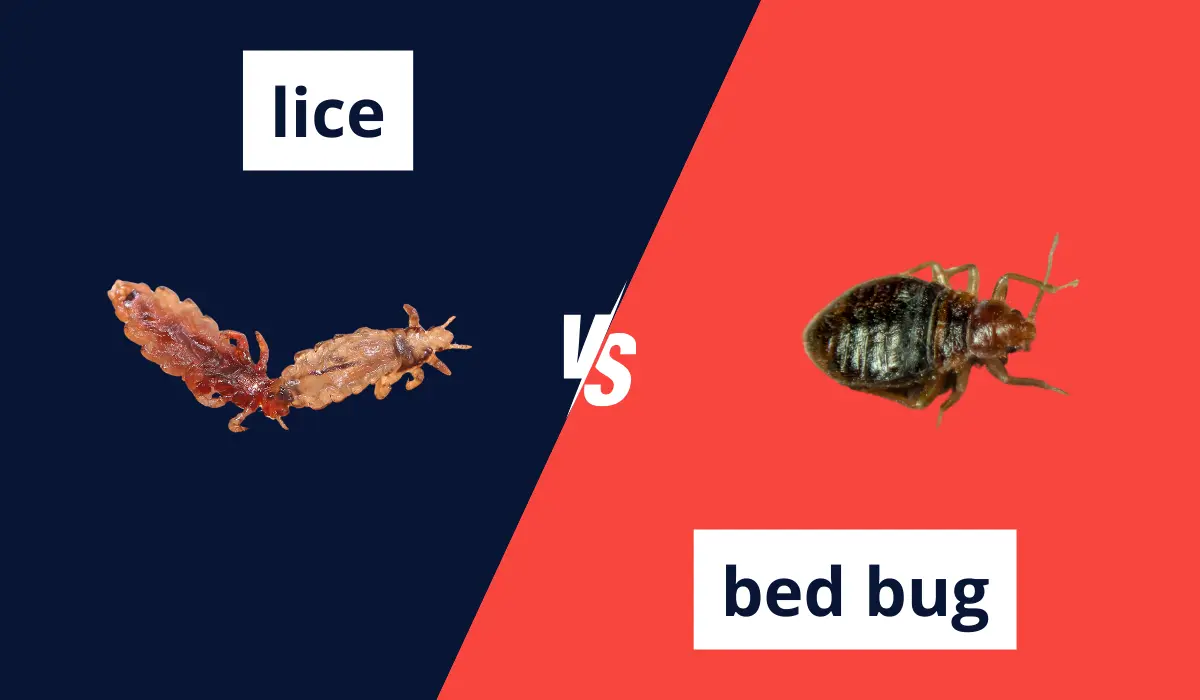 LICE VS BED BUGS: KEY DIFFERENCES