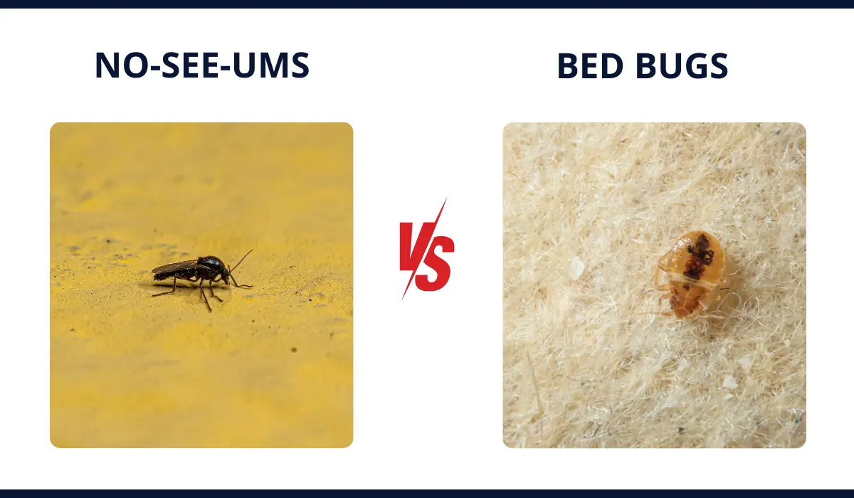 NO-SEE-UMS VS. BED BUGS comparison