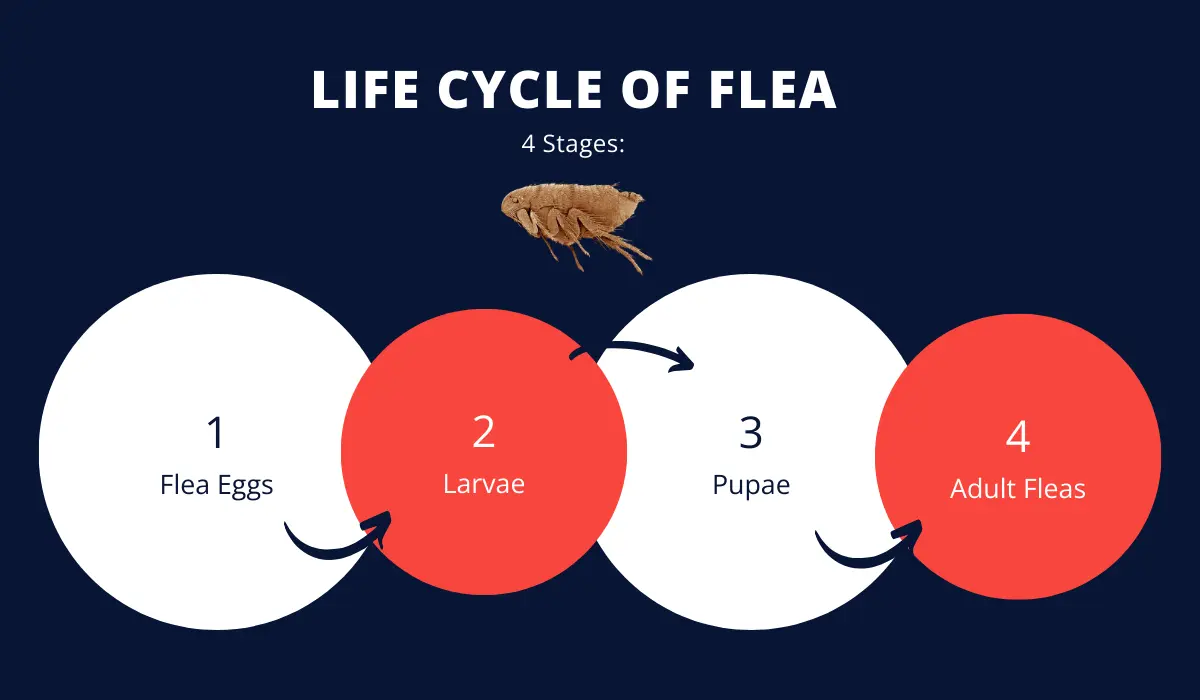 flea life cycle